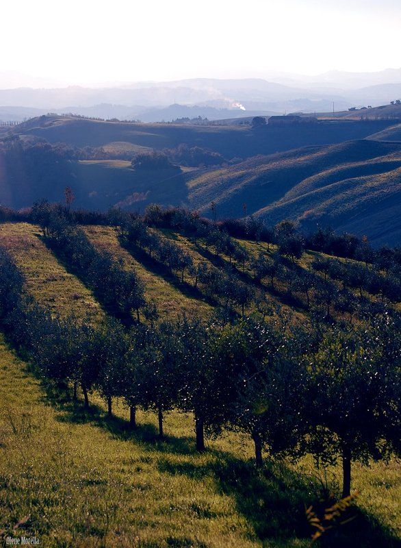 Striped фото превью