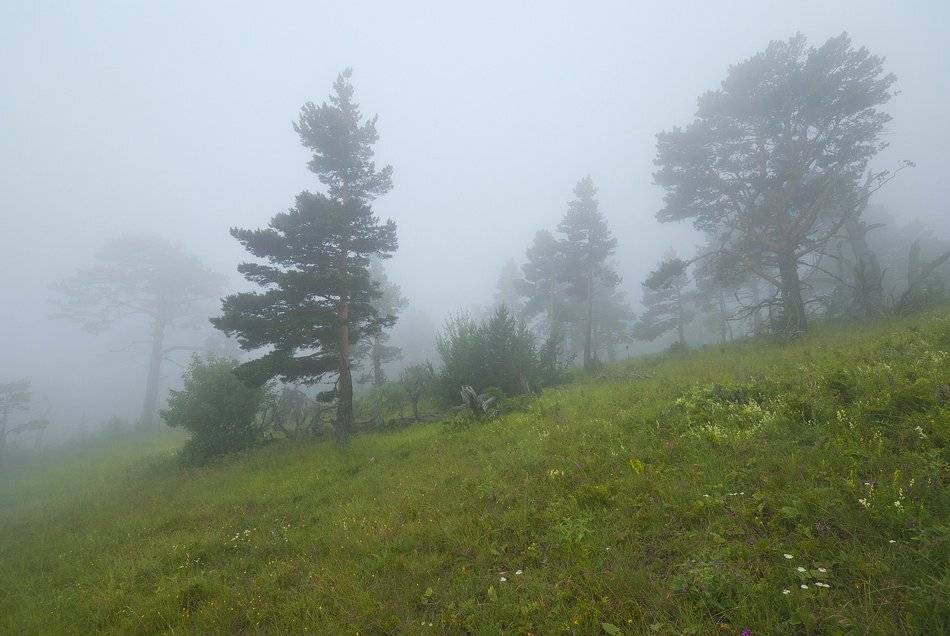 , Саша  Вайсберг / Waldschnepfe /