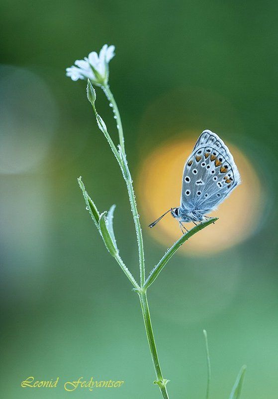 Начало дня Икара фото превью