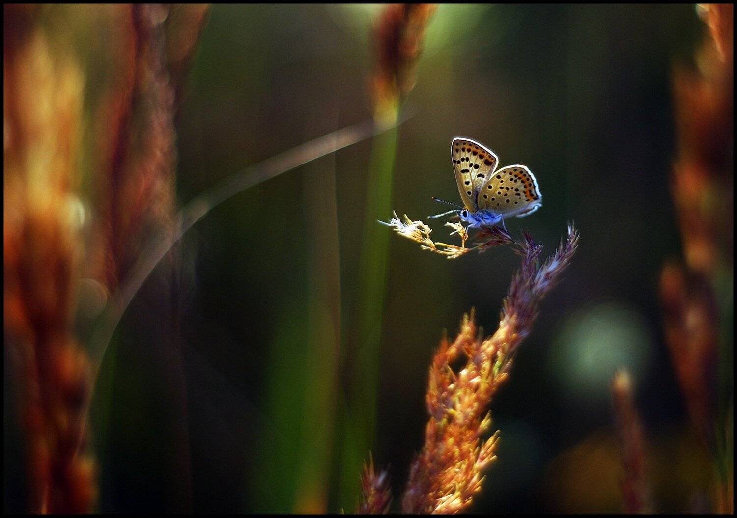 , Krzysztof Trojanowski