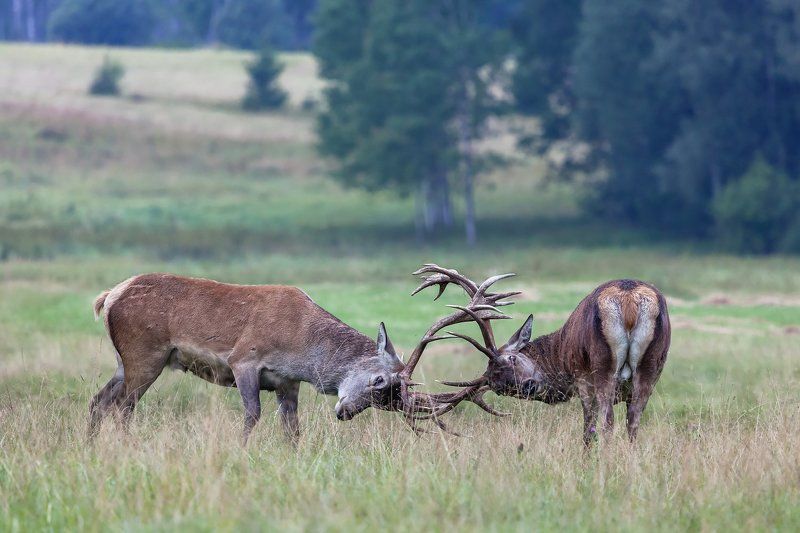 Олени; гон; Разминка перед гоном фото превью