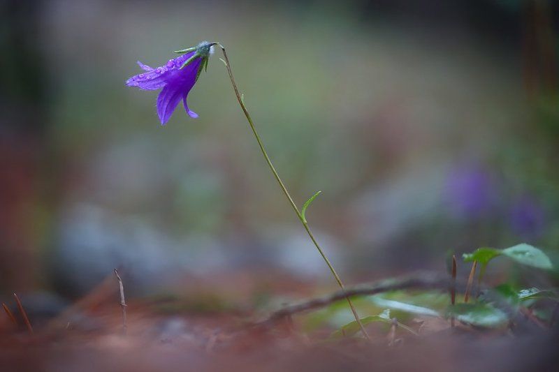 Колокольчик. фото превью