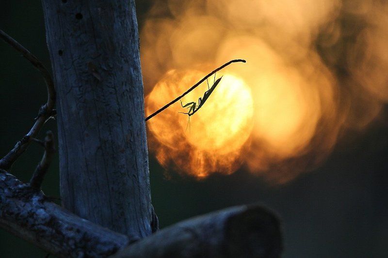 Жара фото превью