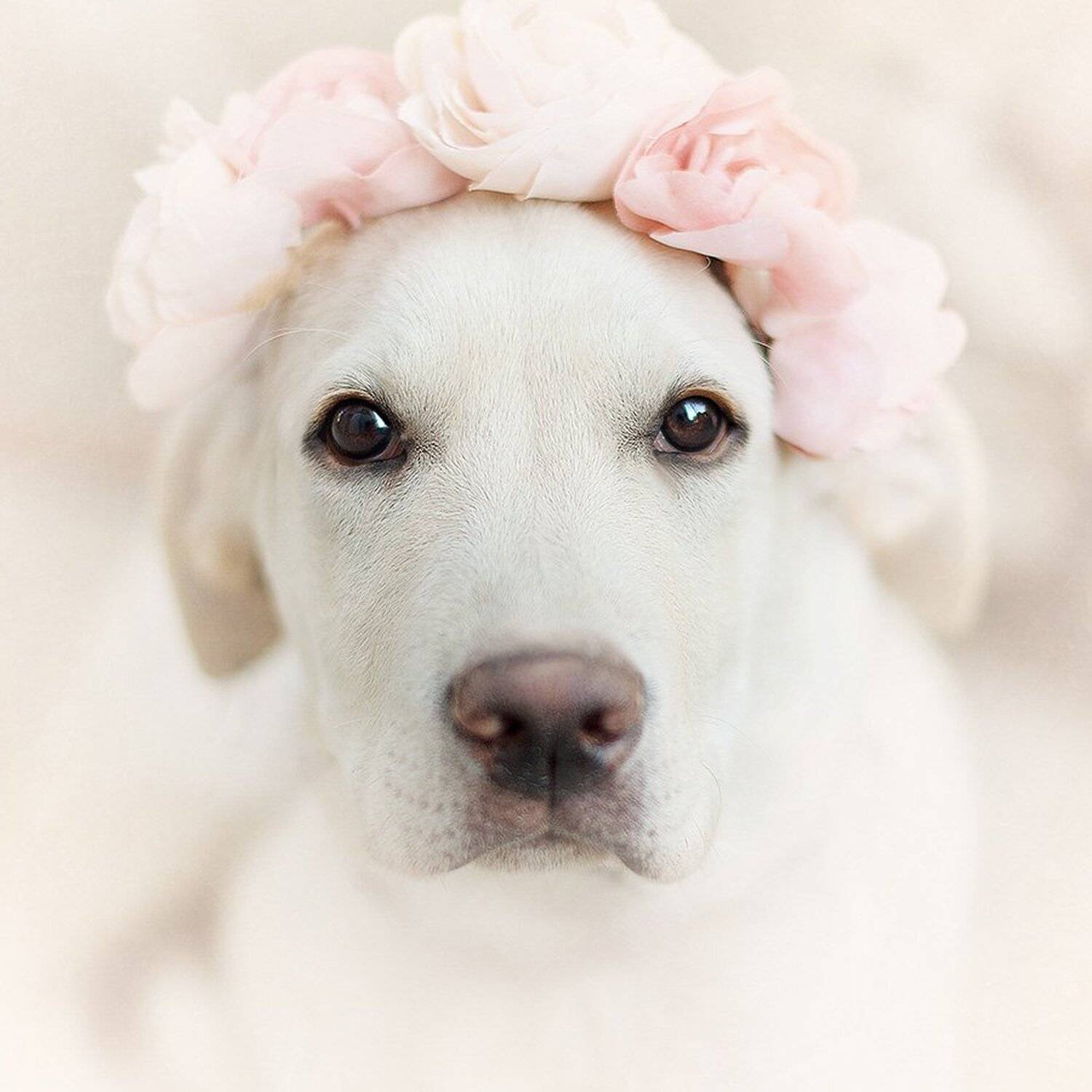 , Екатерина Корж