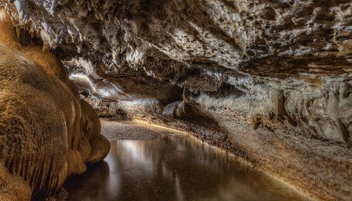 Выносящая конский навоз