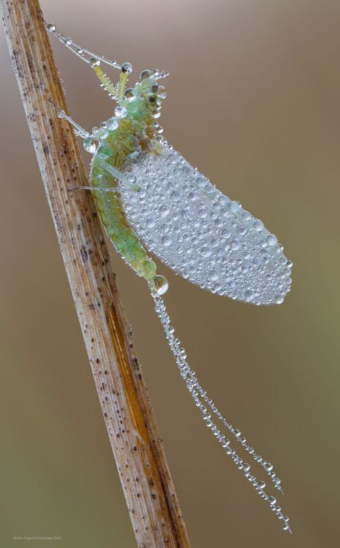 Подёнка фото превью