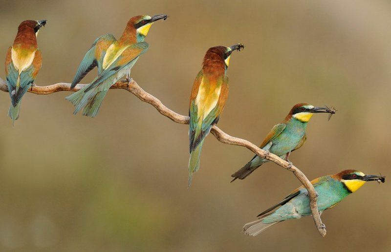 5in1 фото превью