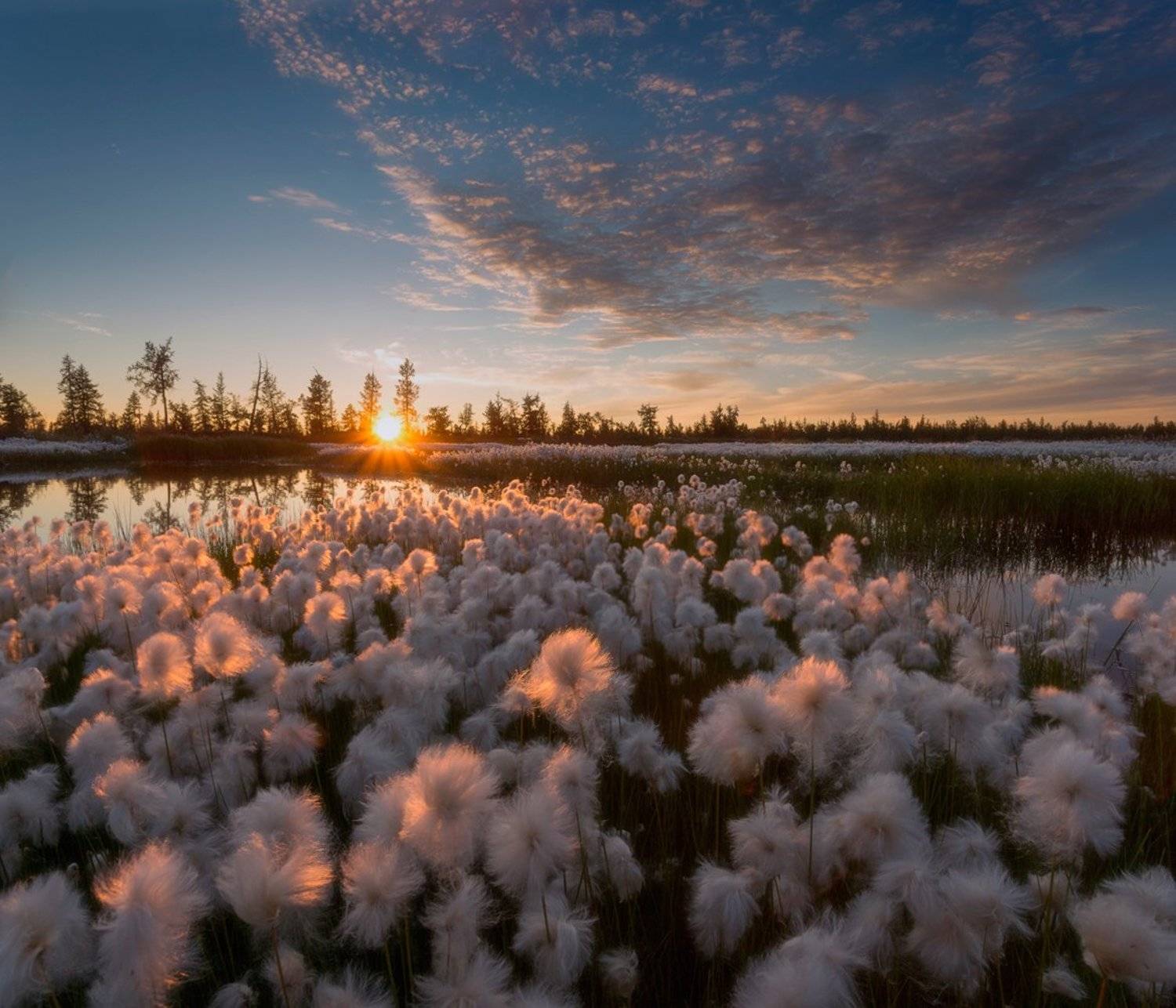 Canon, Закат, Лето, Новый уренгой, Пушица, Pavel  Evgrafov