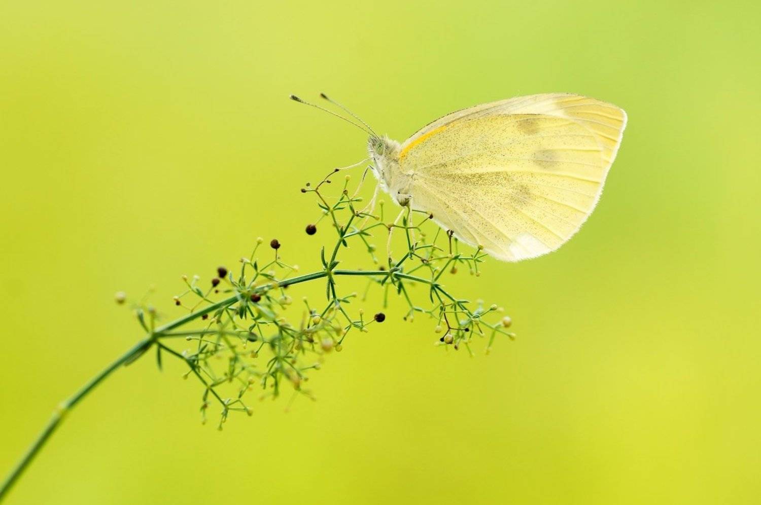 , Zbyszek  Walkiewicz