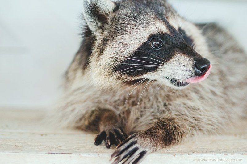 Анастасия Барковская, Анастасия Барковская фотограф, Енот Портрет Енота фото превью