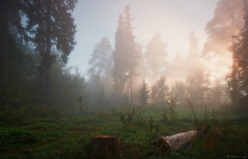 Туман мохнатый зыбит мглу...