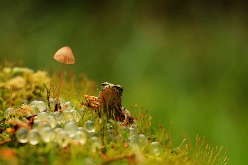 *** фото превью