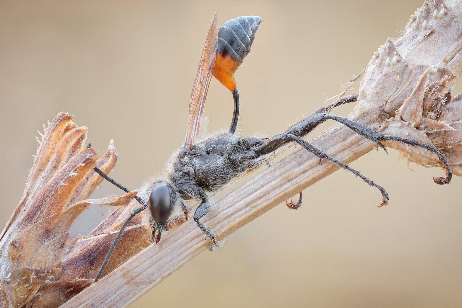 , Вадим Ходаковский