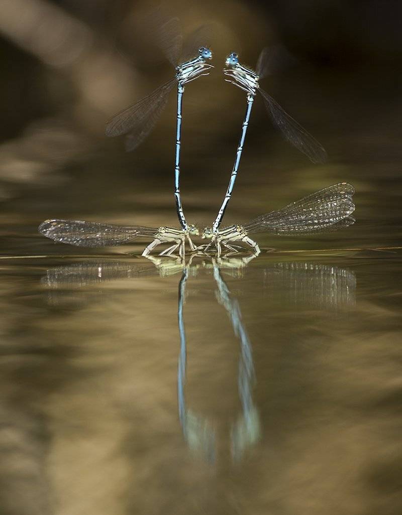 , Иваненко Светлана