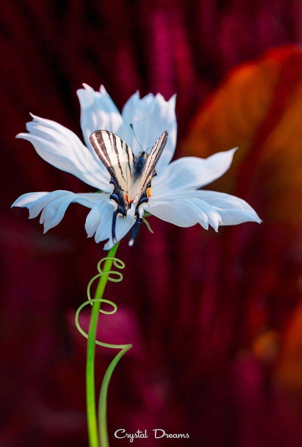 Art, Butterfly, Color, Crystal Dreams, Family garden, Flowers, Macro, Magic, Татьяна Крылова