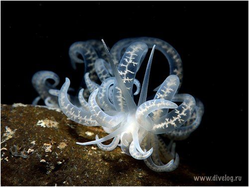 Полнолуние