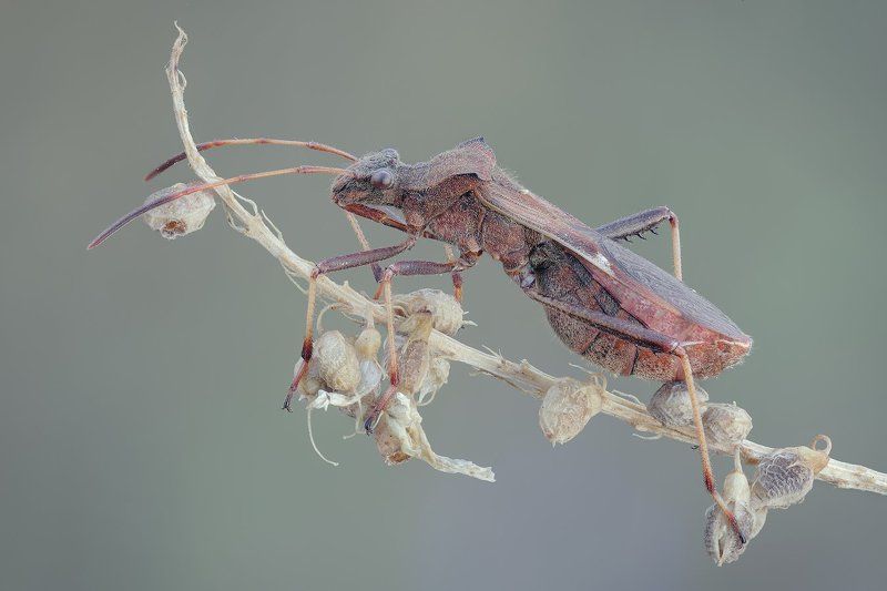 ***-*** фото превью