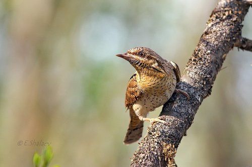 Eurasian Wryneck ,Вертишейка - 	Jynx torquilla