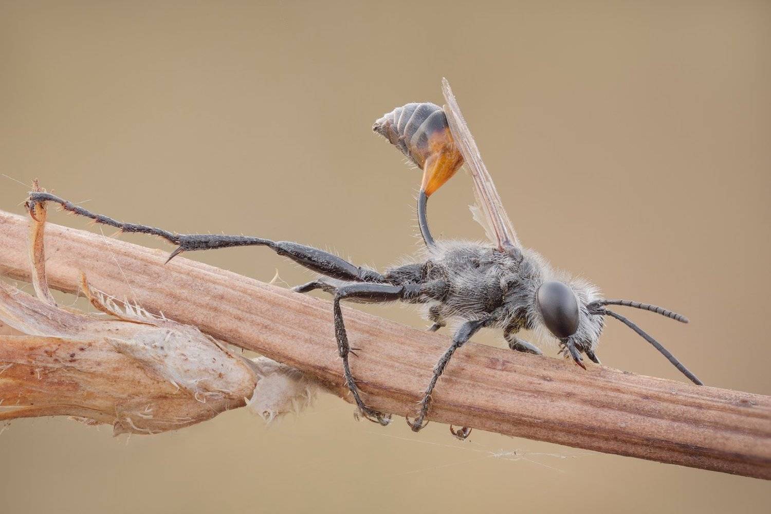 , Вадим Ходаковский