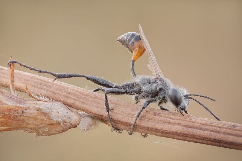 +*+*+* фото превью