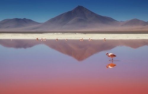 О романтически-розовом криле..