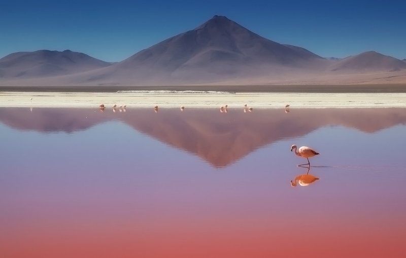 bolivia, flamenco, mc О романтически-розовом криле.. фото превью