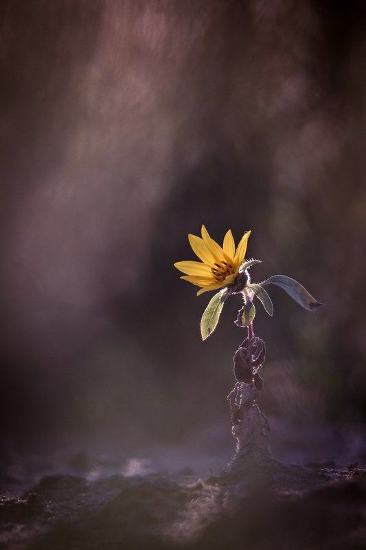 Одинокий... фото превью
