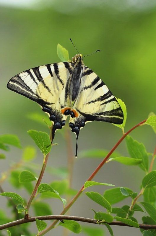 Подалирии фото превью