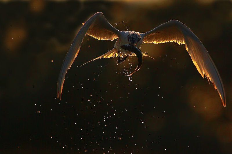 WOW... фото превью