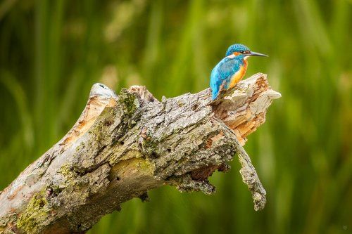 Kingfisher