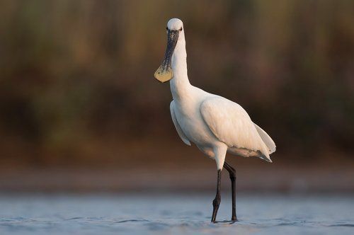 Birds of  Burgas