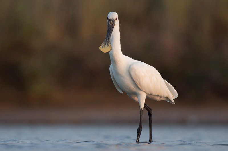 Birds of  Burgas фото превью