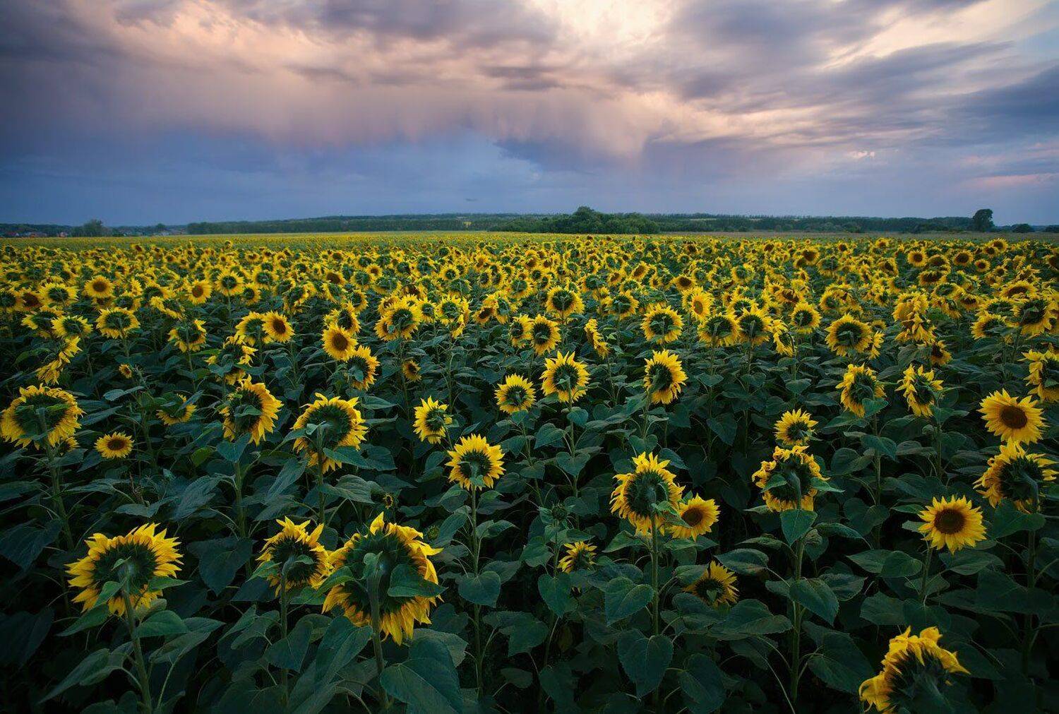 , Владимир Ляпин