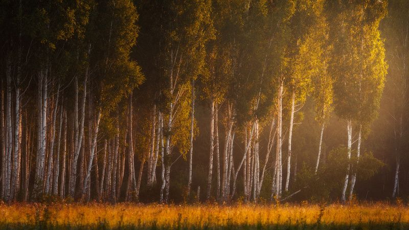 Грация в утреннем свете фото превью