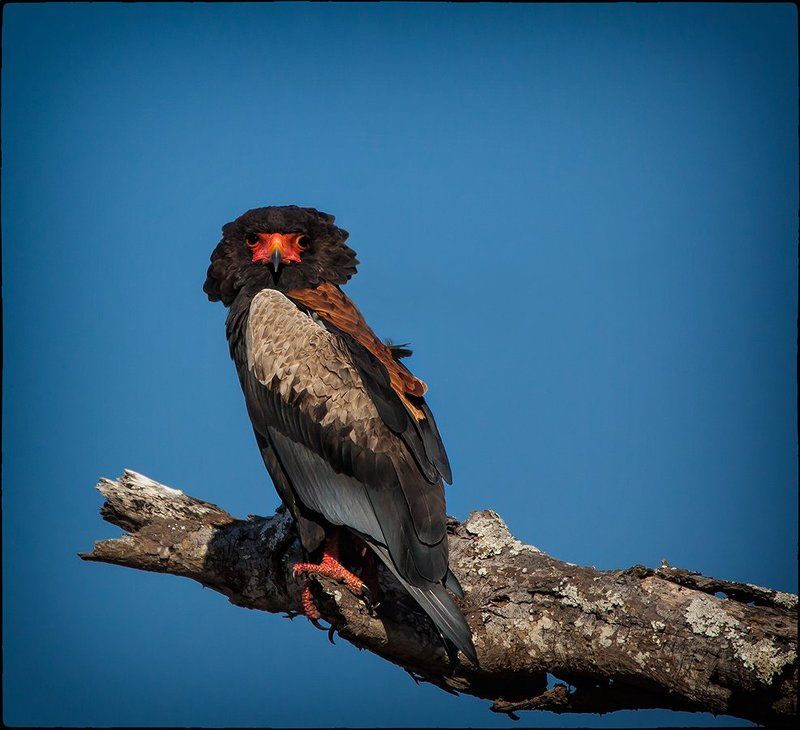 Raptor фото превью