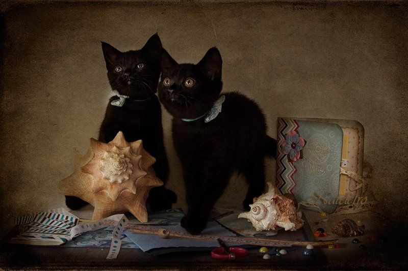 скрапбукинг, котята, альбом, бумага, ракушки, хендмейд, рукоделие Скрапбукинговские котята :) фото превью