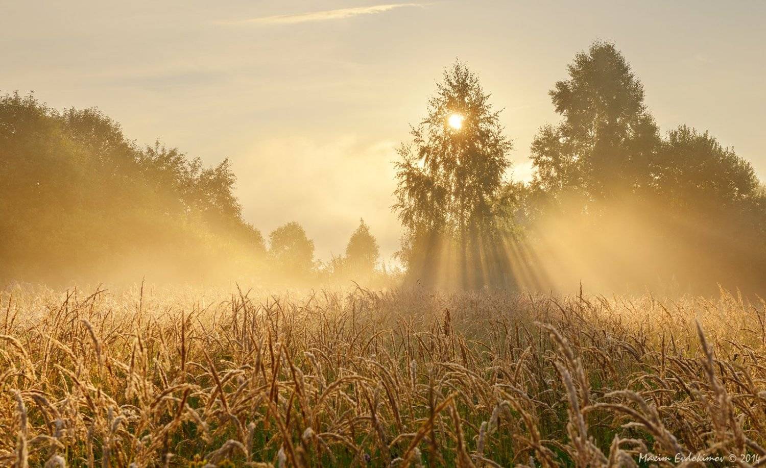 , Максим Евдокимов