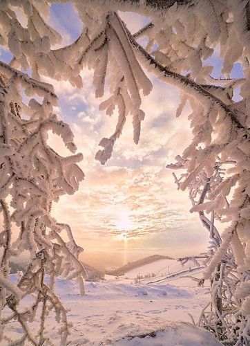 Ice Джунгли  - Ice Jungle
