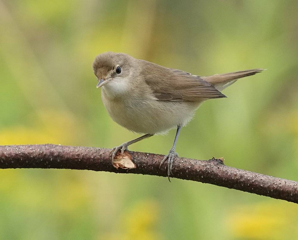 пеночка, птицы, теньковка, Alexey Gnilenkov