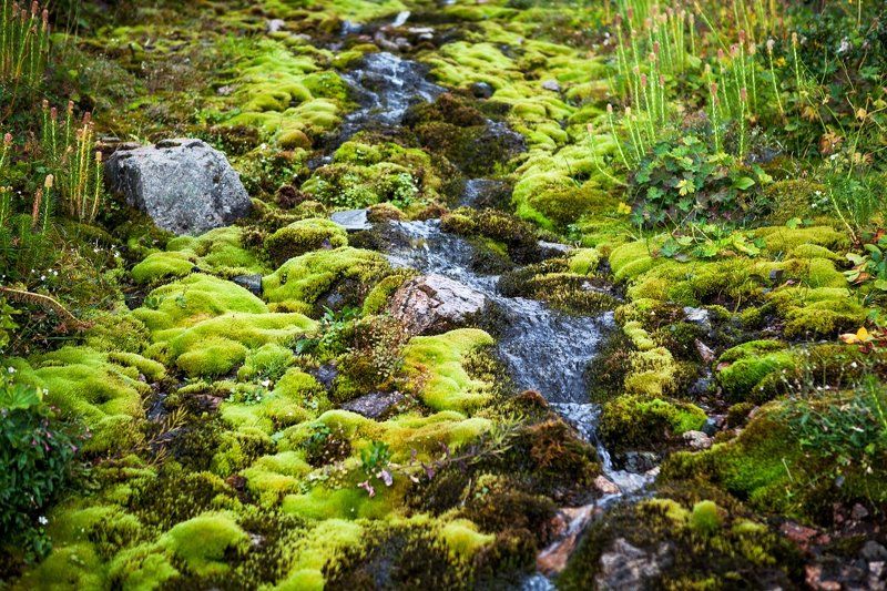 Field, Fog, Horses, Kazakhstan, Landscape, Meadow, Mountain, Pass, Rocks, Trekking, Tytova Через первал Титова. фото превью