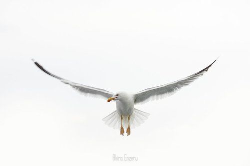 In flight II
