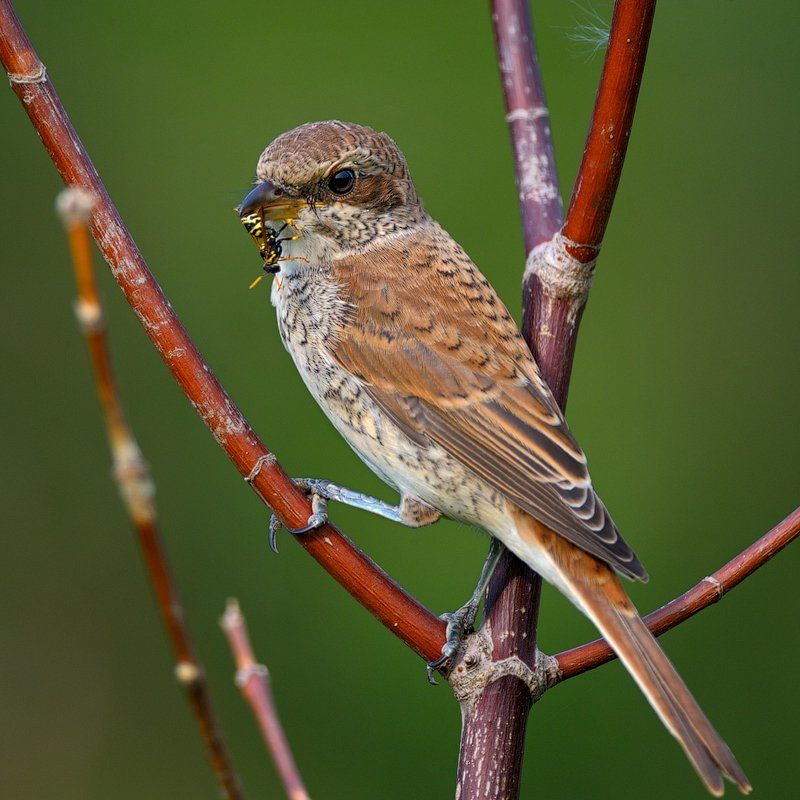 Кормящая. фото превью