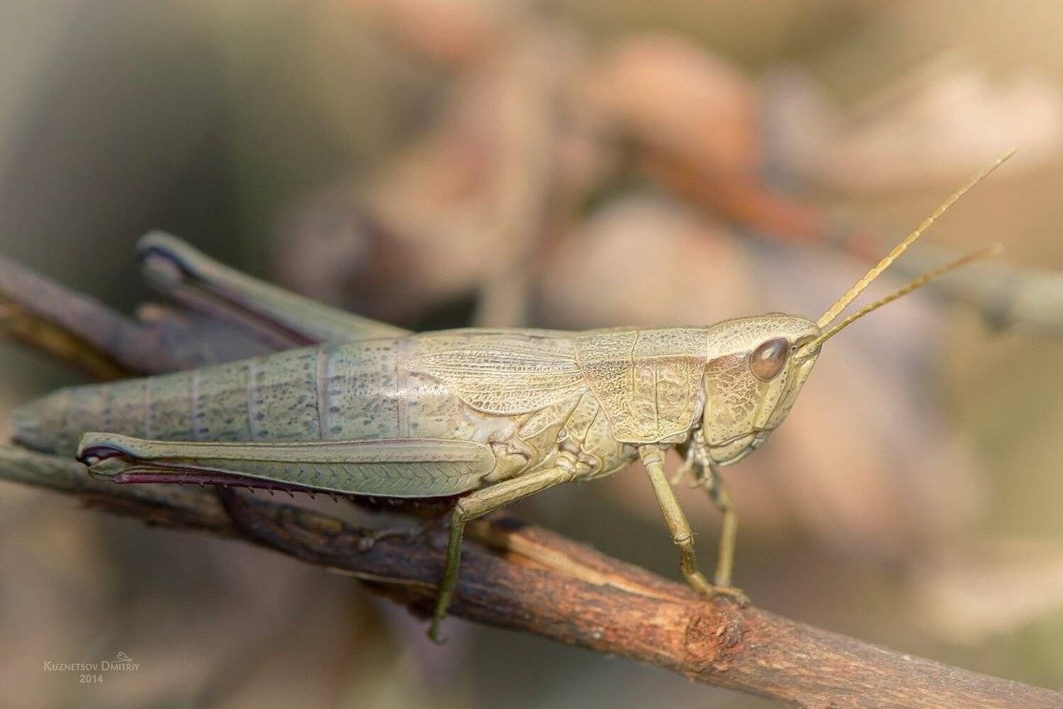 , Кузнецов Дмитрий