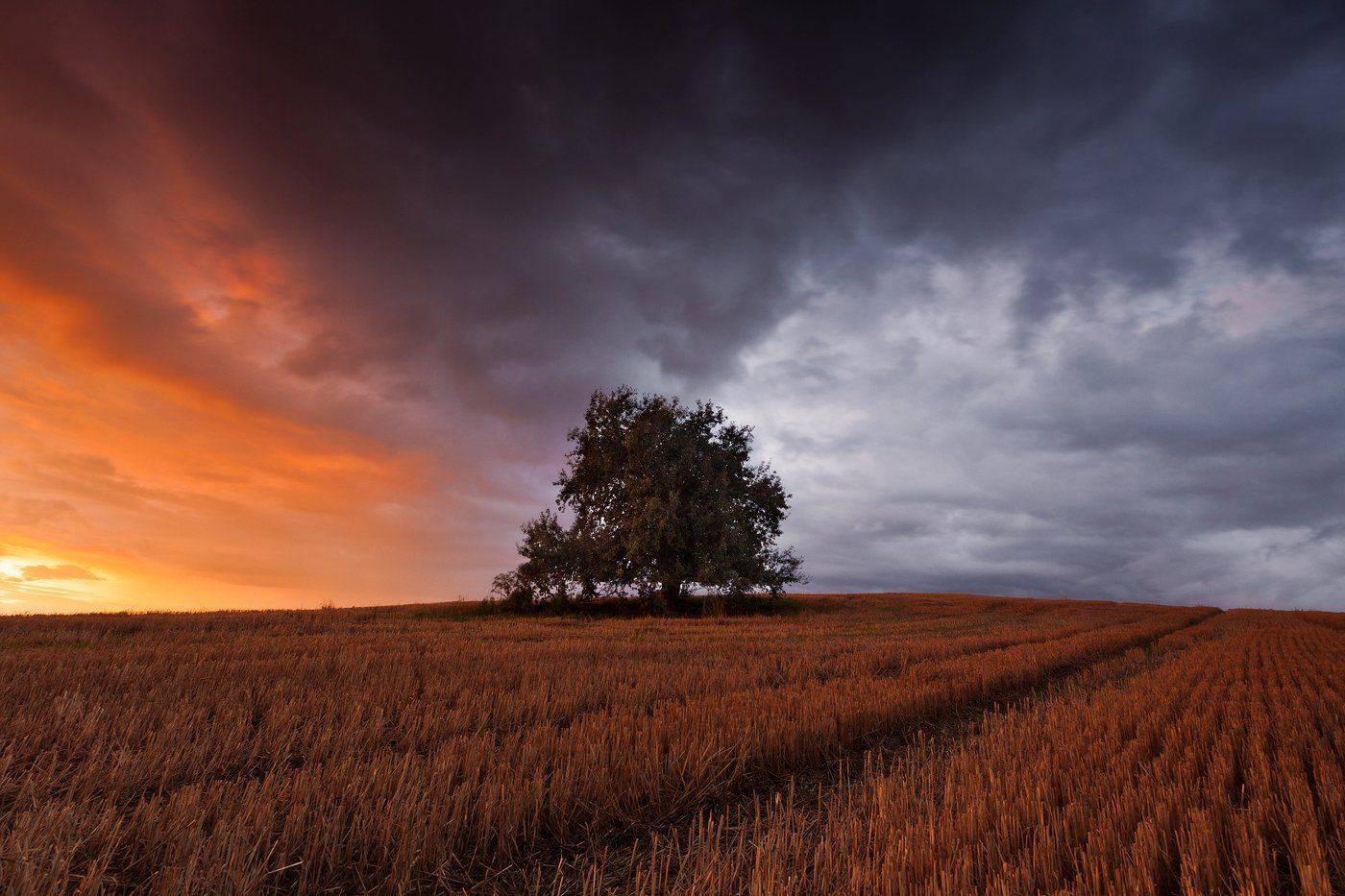 50d, Alone, Landscape, Olsztyn, Poland, Rain, Sokol, Storm, Sunset, Tree, Łukasz Sok&oacute;ł