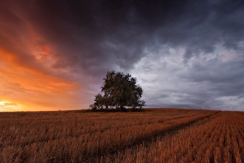 50d, Alone, Landscape, Olsztyn, Poland, Rain, Sokol, Storm, Sunset, Tree Alone during a storm фото превью