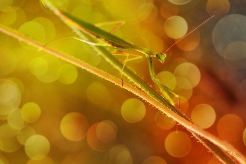 Mantis religiosa