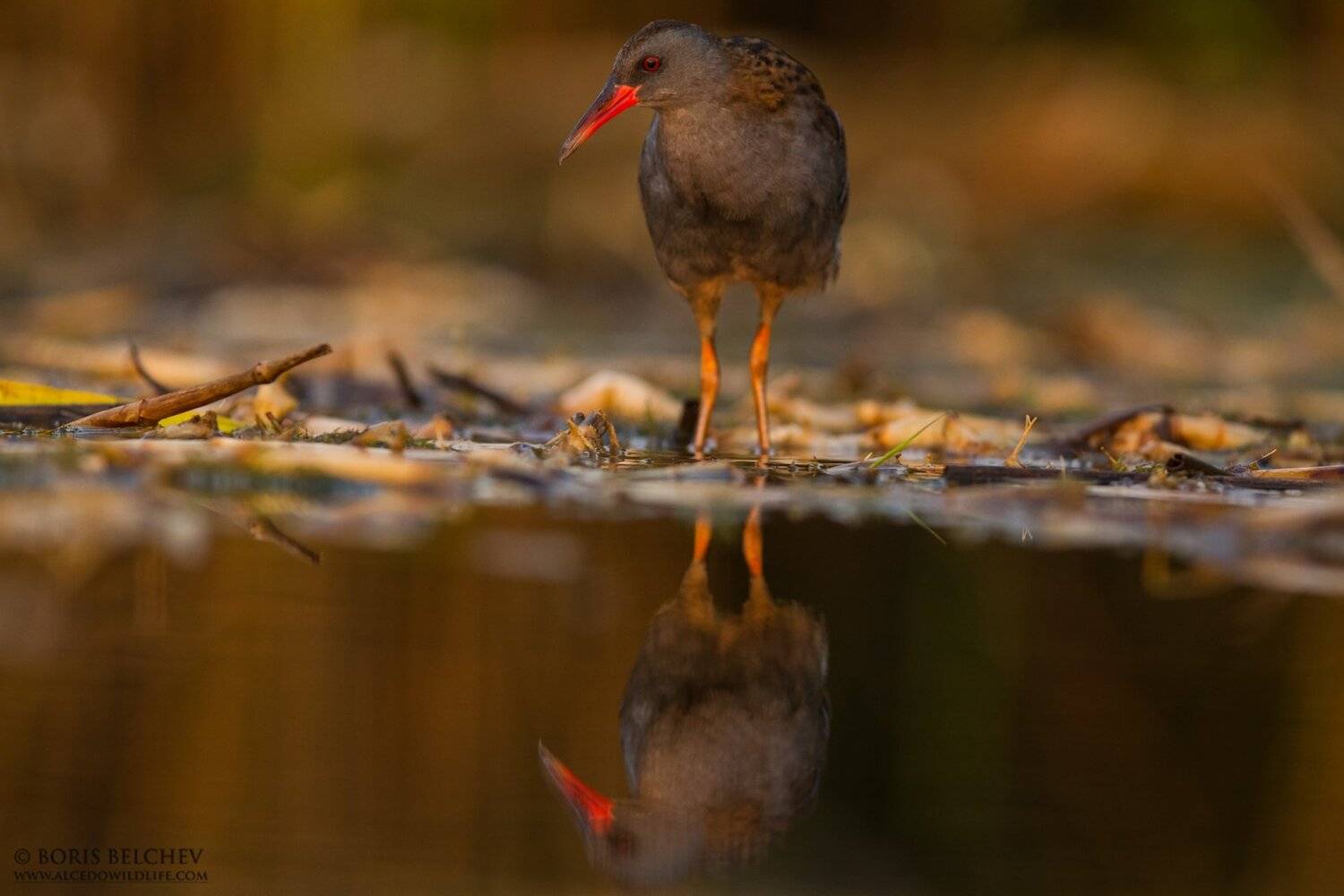 , Борис Белчев
