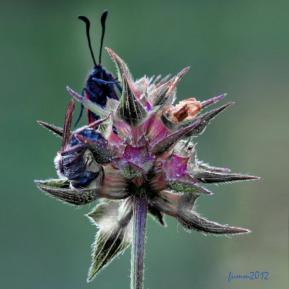 , Игорь ФУММ