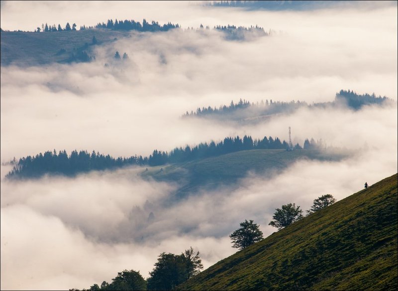 собирательница черники фото превью