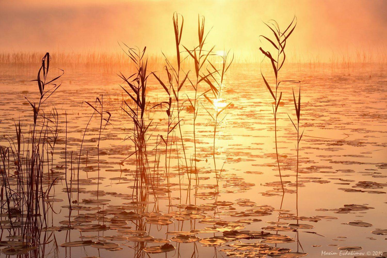 , Максим Евдокимов